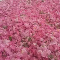 گل محمدی|خوردنی و آشامیدنی|کوهسرخ, |دیوار