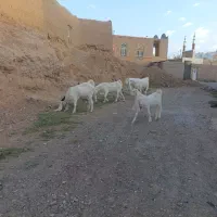 سه عدد بز گلابی ب همراه یک بزغاله نر
