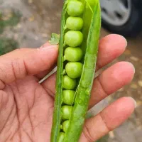 بذر نخود فرنگی الدرمن ایتالیا