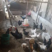 تعدادی مرغ وخروس