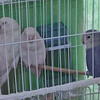 کوتوله برزیلی