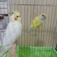 کوتوله برزیلی وعروس هلندی