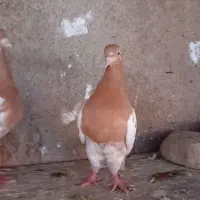 پرنده