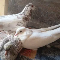 چند جفت کفتر دم گیر طوقی مسافتی و تهرونی