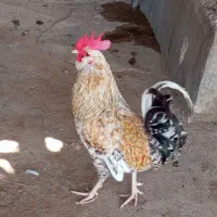 خروس محلی سالم و سرحال