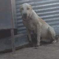 سگ گله