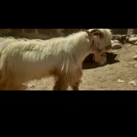 ساورین درجه یک دورگه دوساله