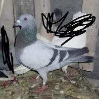 معاوضه با ماده مسافتی