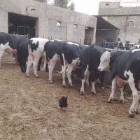 گوساله
