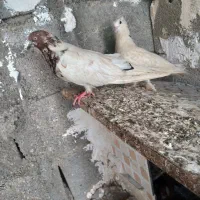کبوتر فروشی ارزون