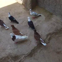کبوتر|پرنده|سبزوار, قلعهنو دهزار|دیوار