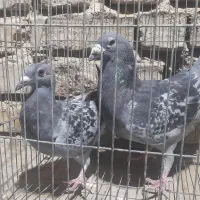 جفت کفتر فروشی مگس