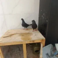 یک جفت زاغ خوب