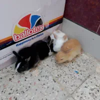 خرگوش