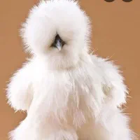 مرغ نژاد ابریشمی اسینم