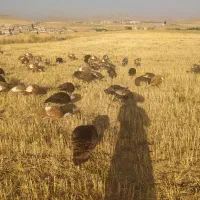 فروش ۶۰عدد بوقلمون قهوه ای و سیاه کاملا محلی