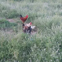 مرغ خروس محلی درجه یک