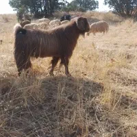 سابرین بز نر