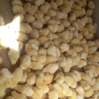 جوجه