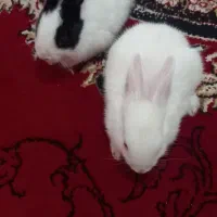 شیطون خرگوش