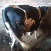 گاو نر گوشتی مونت بیلیارد