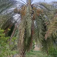 فروش سمر۵۰بوته نخل