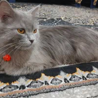 گربه پرشین