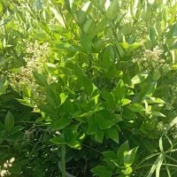 فروش یاس گلدان ۱۲