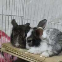 خرگوش