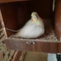 پرنده