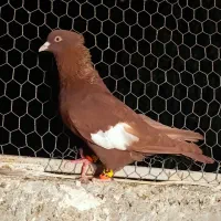 سرک سرخ پرشی