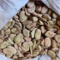 باقالی تازه امثاله