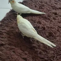 عروس هلندی
