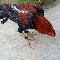 فروش یک عدد خروس لاری