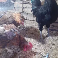 مرغ و خروس محلی