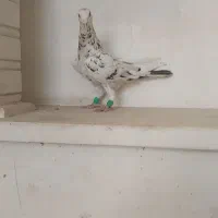 جفت هفرنگ