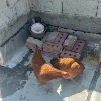 دوتا مرغ