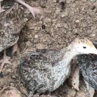 جوجه بوقلمون  برنز۲ ماهه