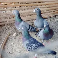 چند جفت مسافتی
