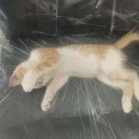 گربه