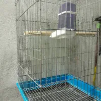 قفس کاسکو