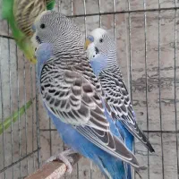 دو جفت مرغ عشق بالغ و بازیگوش