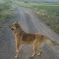 سگ سرابی و عراقی