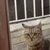 گربه خونگی 7ماهه