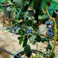 نهال بلوبری ۴ساله میوه دار