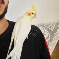 عروس هلندی نر دستی سخنگو