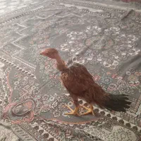 جوجه مرغ محلی گردن لخت زابلی
