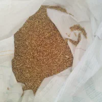 فروش گندم نو