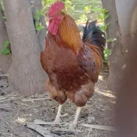 خروس|حیوانات مزرعه|قصرشیرین, |دیوار