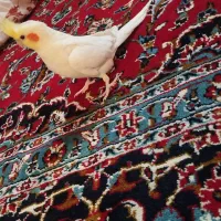 جفت عروس هلندی توضیحات رو بخون